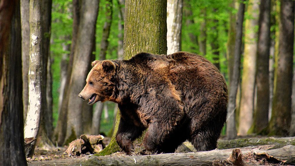 Encuentran los restos mortales de un hombre tras ser atacado por un oso en Rumanía