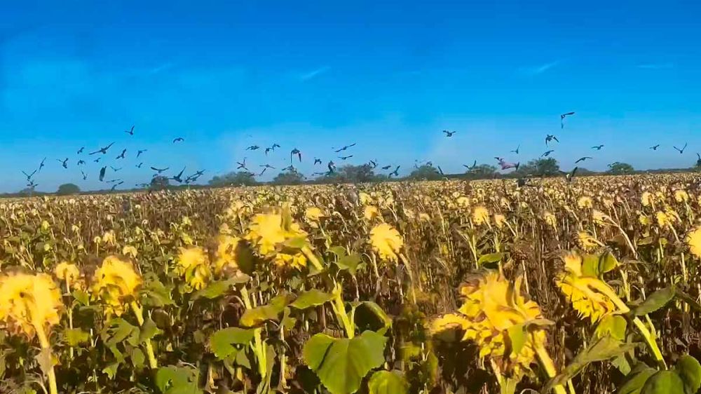 Cientos de palomas torcaces arrancan en vuelo en un cultivo de girasol