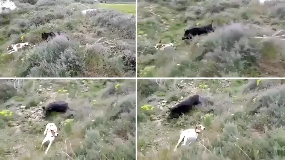 Un pointer inglés muestra ante un gran jabalí, que no se lo toma bien y le ataca