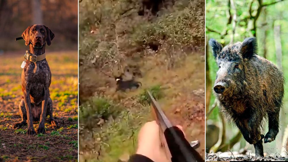 Brutal ataque de un jabalí a un perro de muestra 