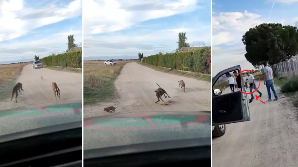 Así actúan los furtivos de liebres: carreras por caminos, vallados y sin respeto a los Guardas Rurales