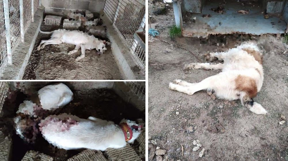 Denuncian una masacre a una rehala: disparan y matan a 20 perros en el interior de sus casetas