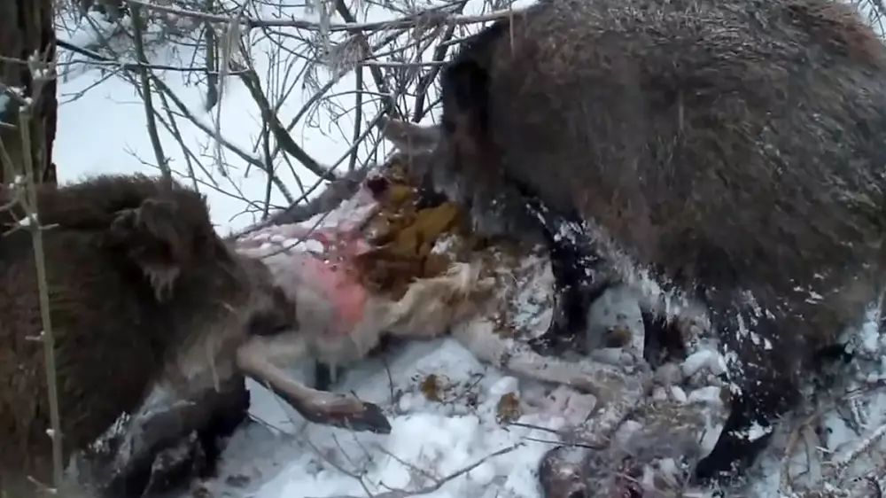 jabalíes comen ciervo muerto