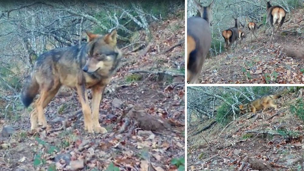 Una cámara graba cómo un lobo va de caza tras varias ciervas