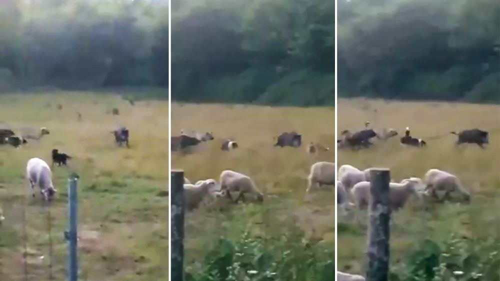 Un pastor graba cómo sus perros pastores defienden el rebaño de la presencia de un gran jabalí que les planta cara