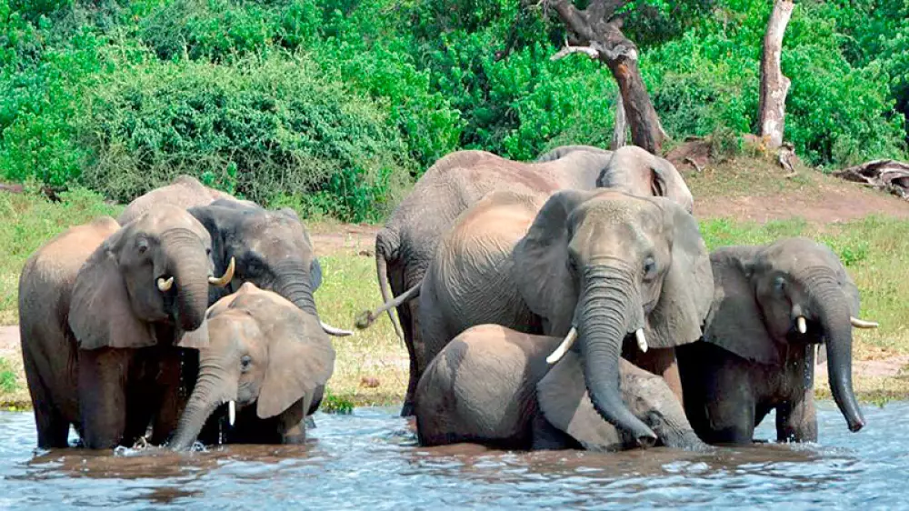 Muere una turista en Zimbabwe pisoteada por un elefante