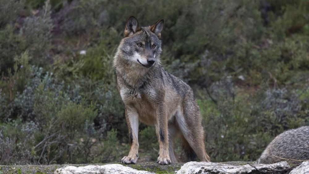 Los ecologistas culpan a la caza mayor de los ataques del lobo al ganado