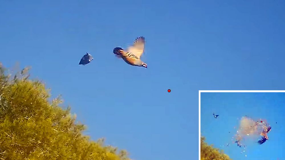 Increíble: una perdiz se cruza en disparo a paloma torcaz