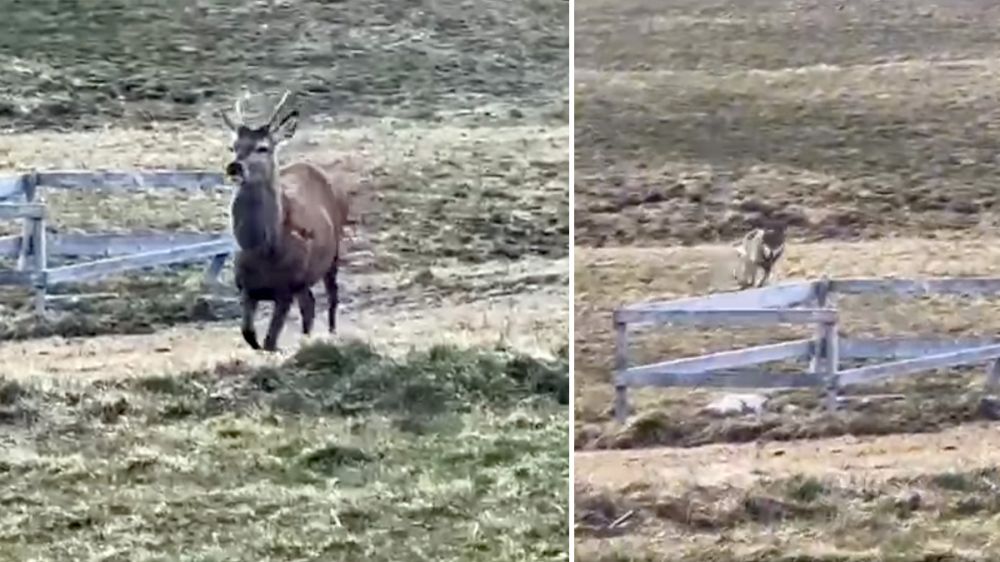 Un cazador ahuyenta a un lobo que intentaba cazar un ciervo en su propiedad