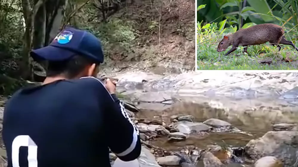 El cazador más lento y el animal más atrevido: se le cuela entre las piernas