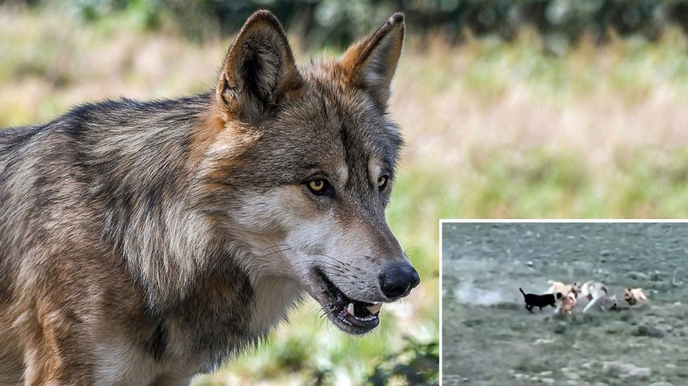 Cuatro perros pastores contra un lobo