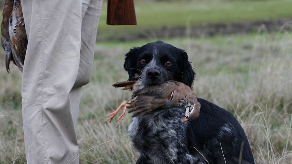 El PSOE asegura que enmendará la ley animalista para dejar fuera a los perros de caza