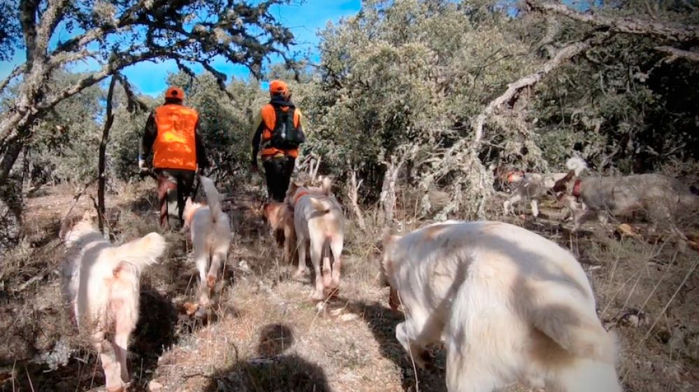 Una enmienda a la totalidad del Anteproyecto de Ley de bienestar animal