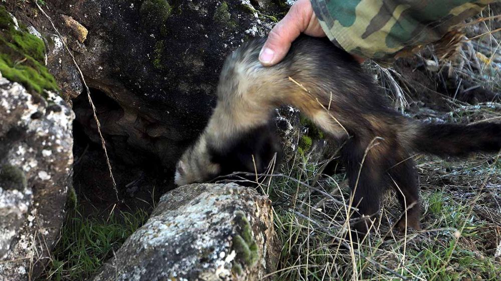 Cazadores jiennenses denuncian que una empresa autorizada para la extracción de conejos en las cunetas de carreteras se está excediendo y está capturando en sus cotos