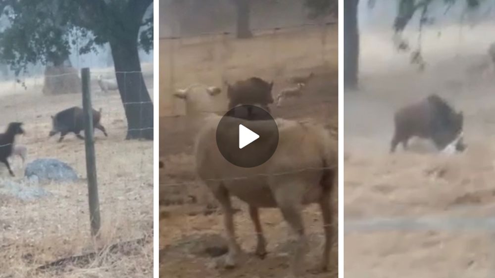 En vídeo: un jabalí da caza a un cordero tras atacar un rebaño de ovejas