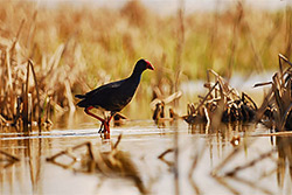 Contabilizadas más de 297.500 ejemplares de aves acuáticas en los humedales de Sevilla