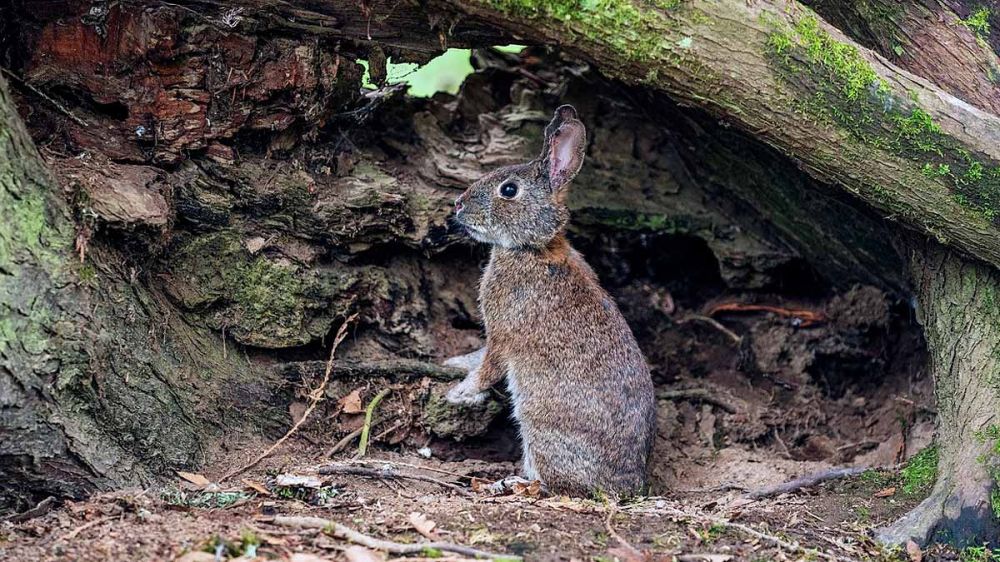 Cómo recuperar la población de conejos en tu coto de caza 