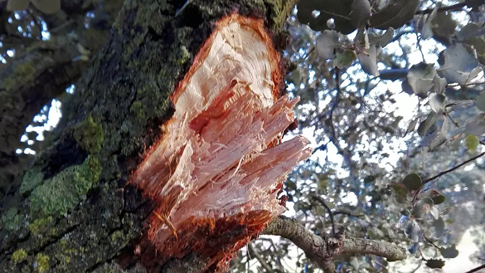 Barbarie en La Sierra de Corral de Almaguer