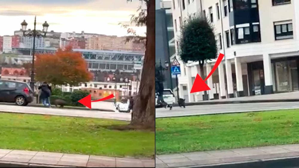 Las imágenes de un jabalí intentando embestir a la gente por calles de Oviedo