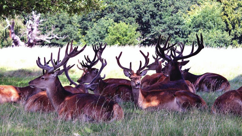 Más censos de caza mayor en 2002 aseguran la correcta gestión de las poblaciones de jabalíes, ciervos, corzos o cabras monteses