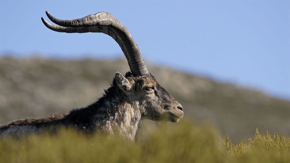 La sarna sarcóptica, el azote de la cabra montés en la Península Ibérica