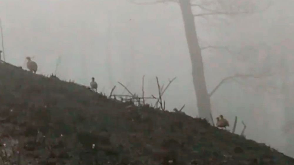Un bando de perdices se abre paso entre la desolación del monte quemado
