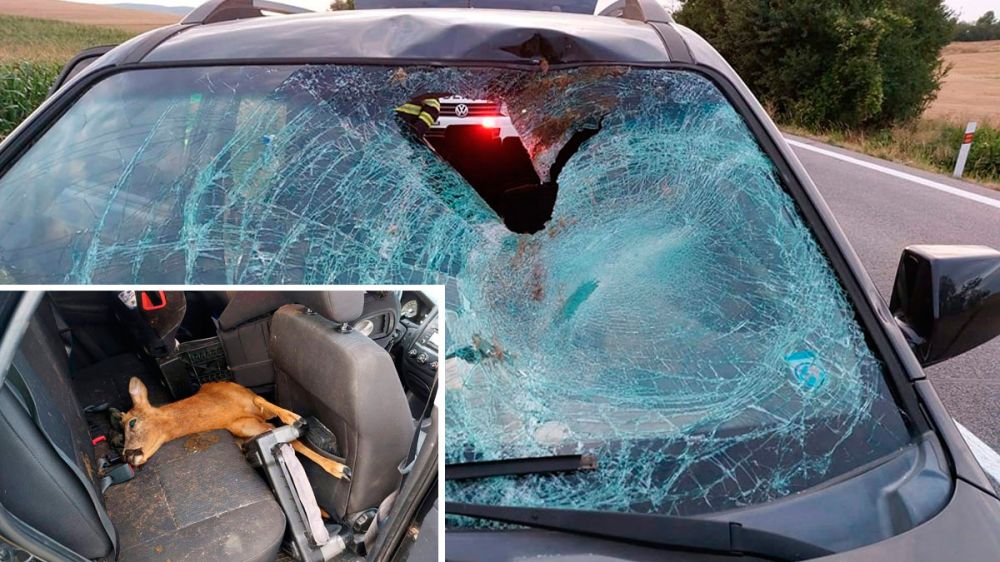 Impactantes imágenes de un accidente de tráfico ocasionado por un corzo que acaba dentro del coche siniestrado