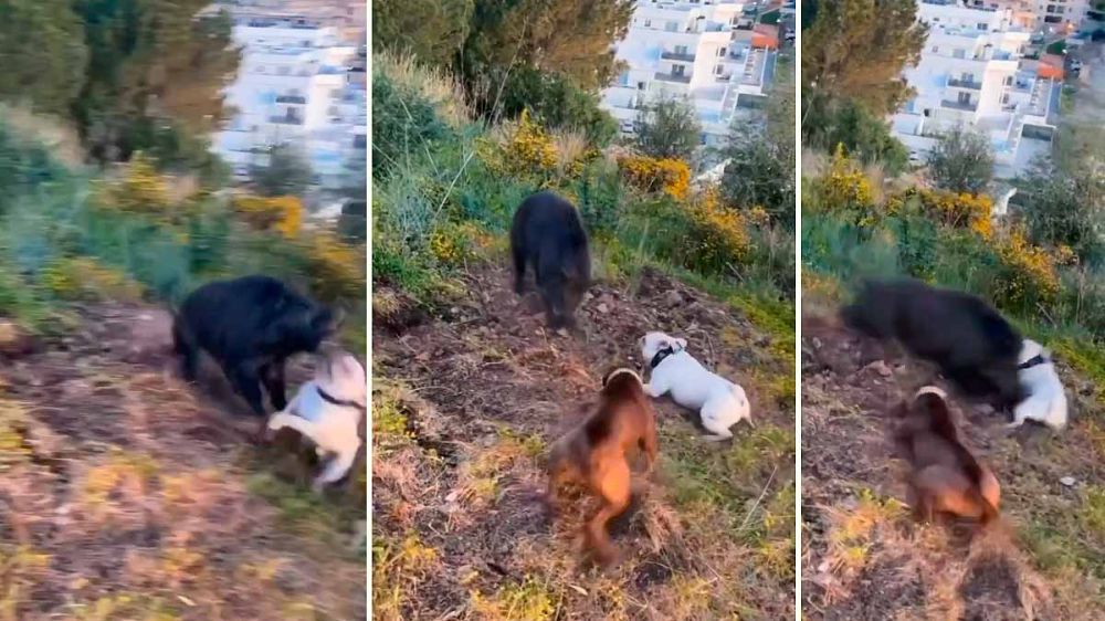 Bulldog francés y american staffordshire terrier: dos perros de tipo bull se enfrentan a un jabalí