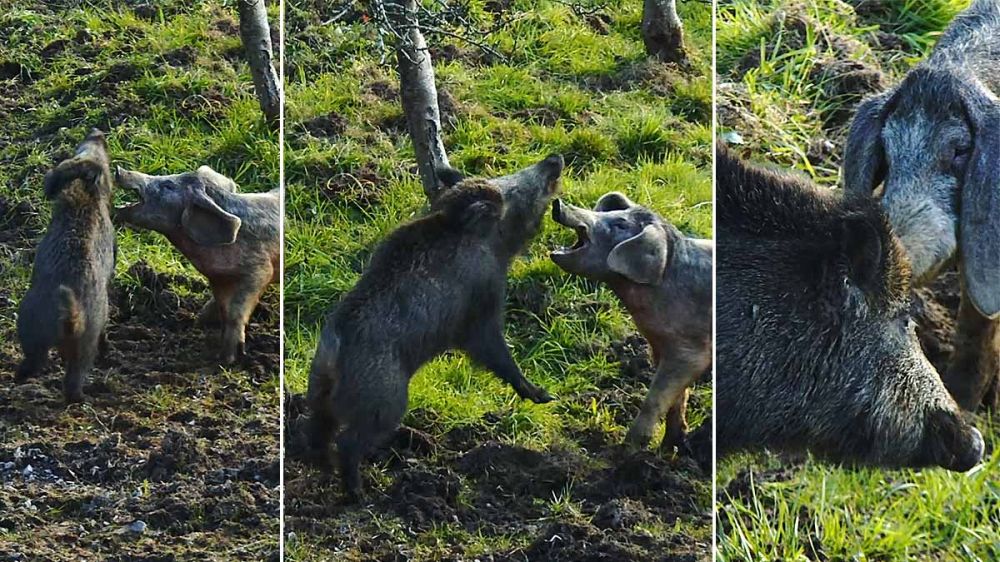Cerdos domésticos pelean contra un jabalí intruso