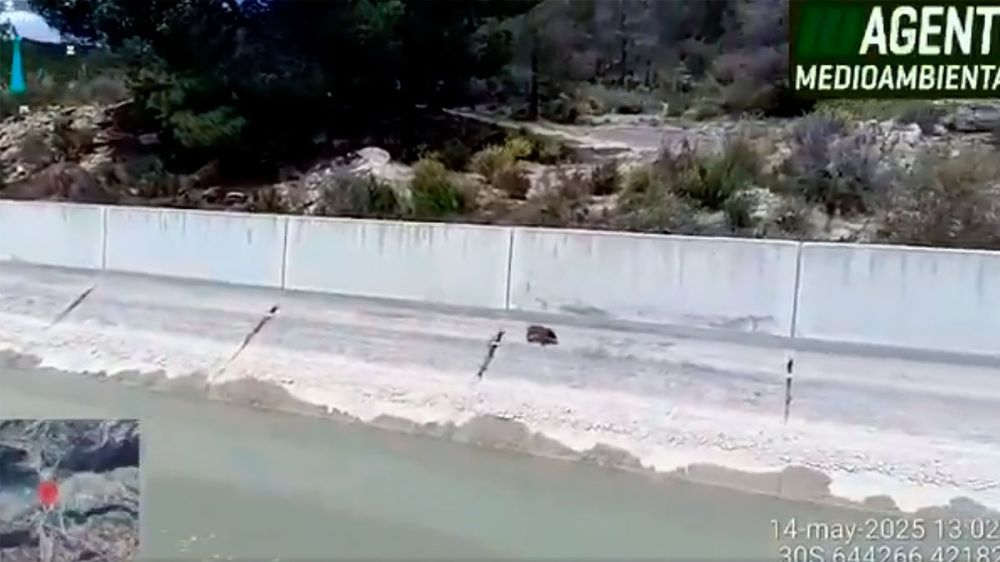 Capturan con redes dos rayones de jabalí que estaban atrapados en un canal del trasvase Tajo-Segura