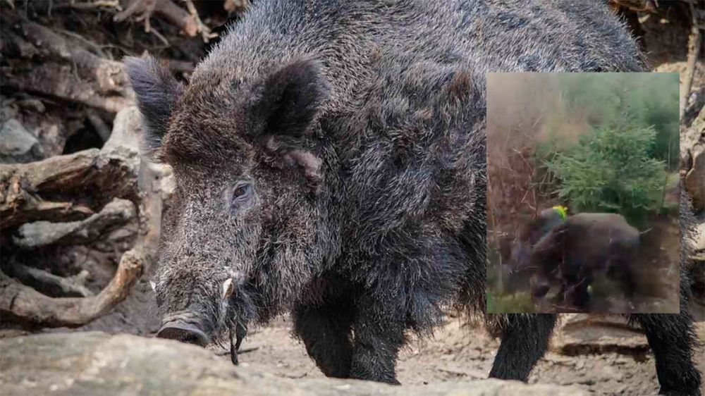 Un cazador salva la vida de sus perros del ataque de un gran jabalí