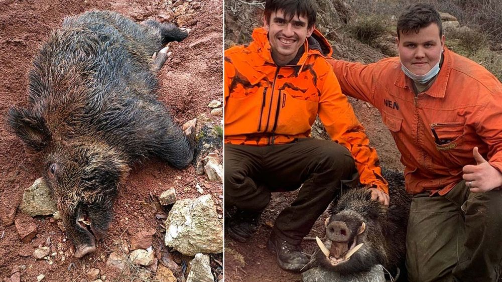 Una montería de 6 €: dos jabalíes medallables y otros 19 abatidos