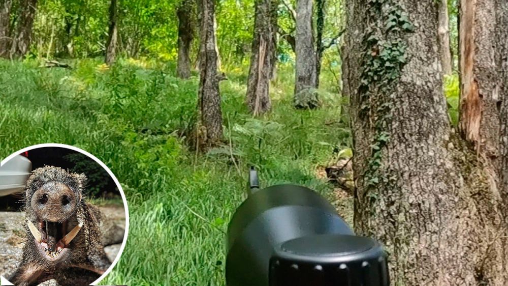 En vídeo: espectacular lance de caza de un jabalí con largos colmillos