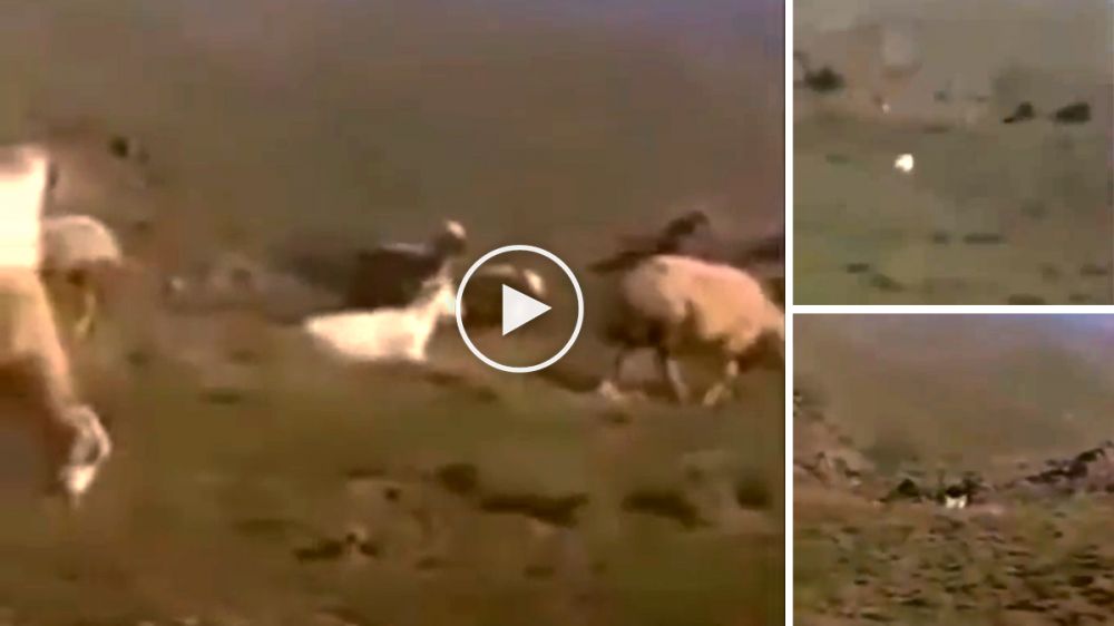 El pastor y su perro evitan el ataque del lobo a las ovejas