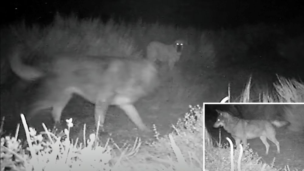 Mastines contra lobos: así se protegen los rebaños en la Cordillera Cantábrica