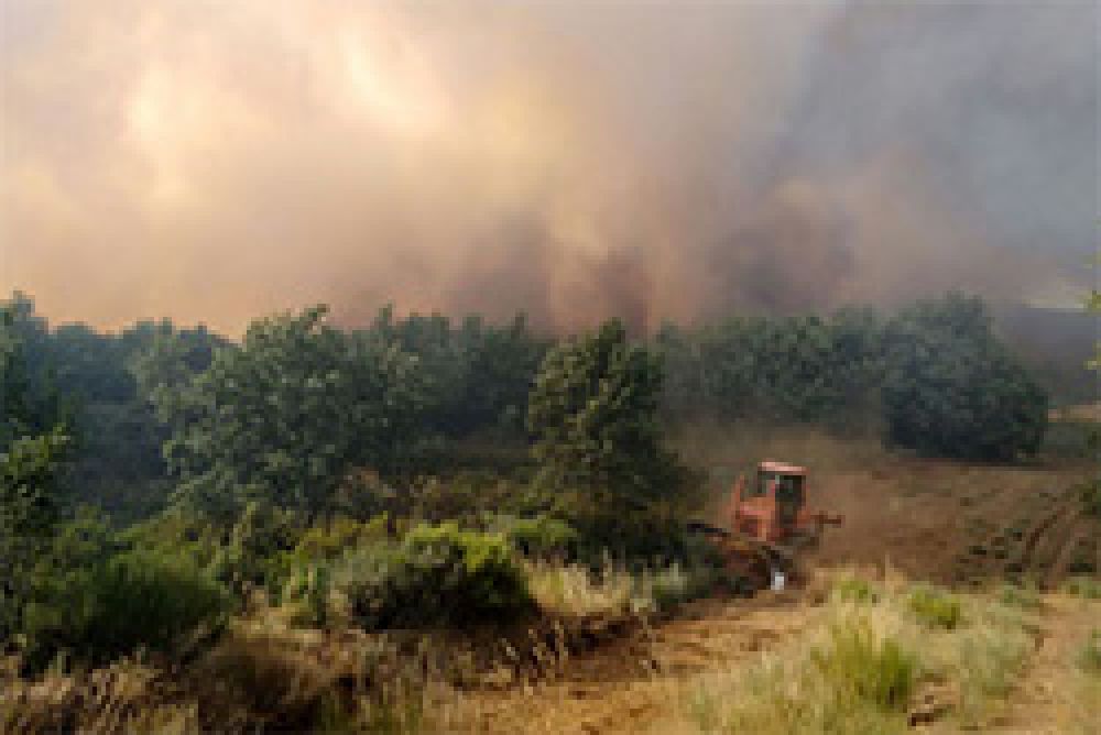 Los incendios forestales cercan al urogallo