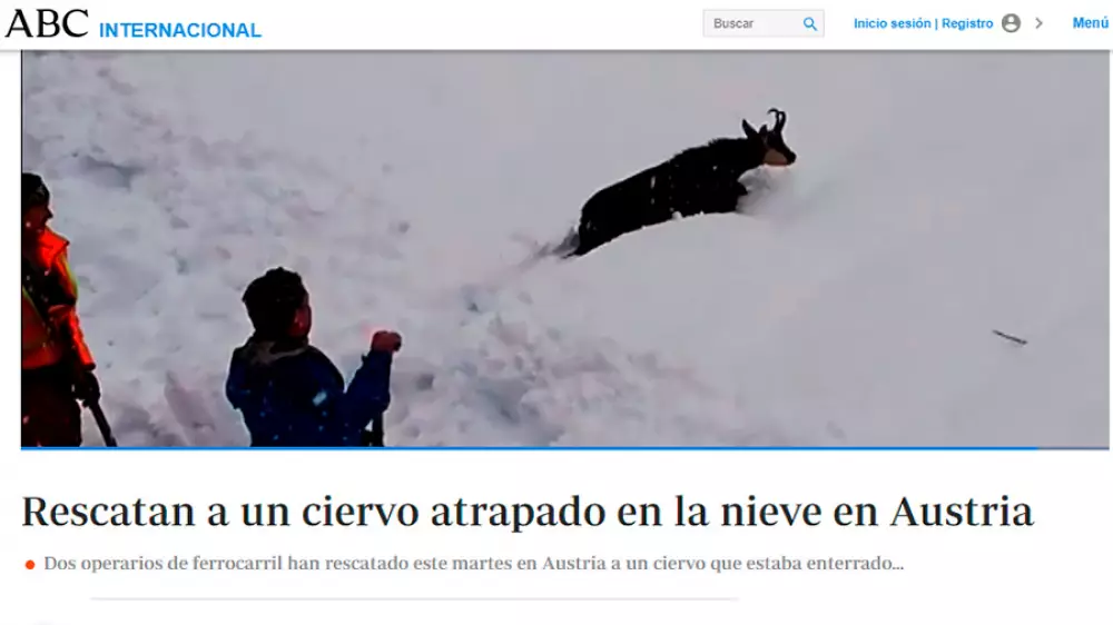 Rescatan un rebeco atrapado en la nieve y la noticia llega difusa a España