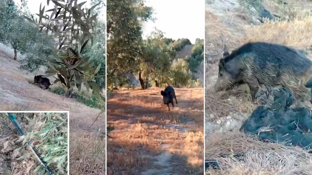 Le ataca un jabalí en sus olivos y cuando regresa comprueba que ha destrozado el riego por goteo