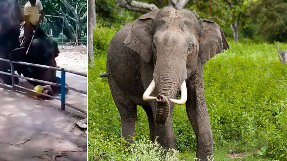 Un elefante mata al hijo de su cuidador en un terrorífico ataque