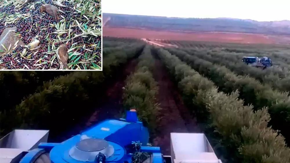 La prohibición de recoger la aceituna por la noche para proteger a las aves que duermen en los olivos se viralizó este 2023