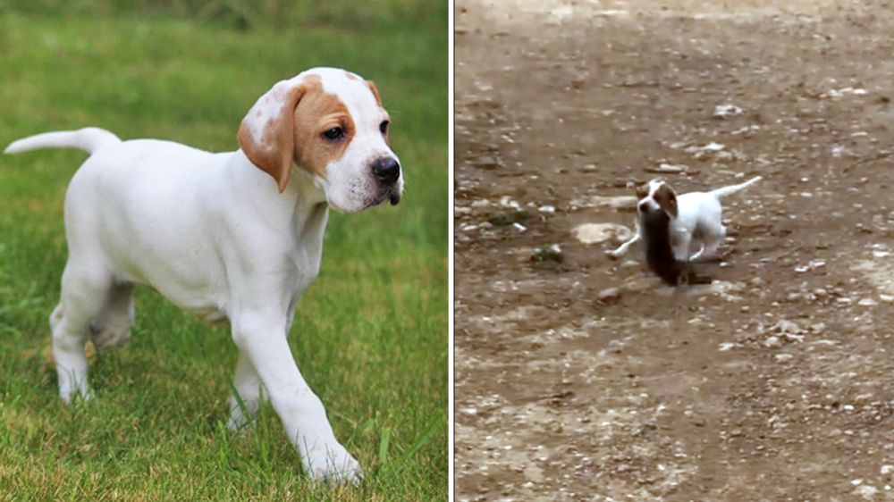 Un cachorro de pointer inglés cobra un conejo casi más grande que él