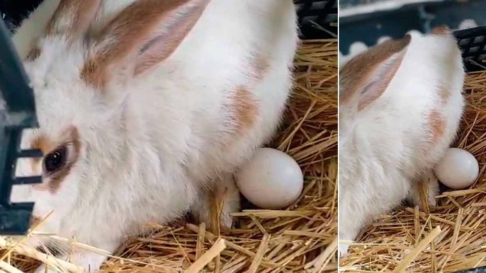 Una coneja ‘incuba’ un huevo de gallina