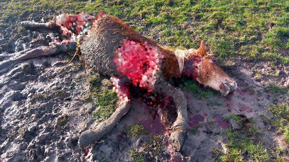 Los lobos matan al menos un potro diario de una familia de ganaderos de Cantabria