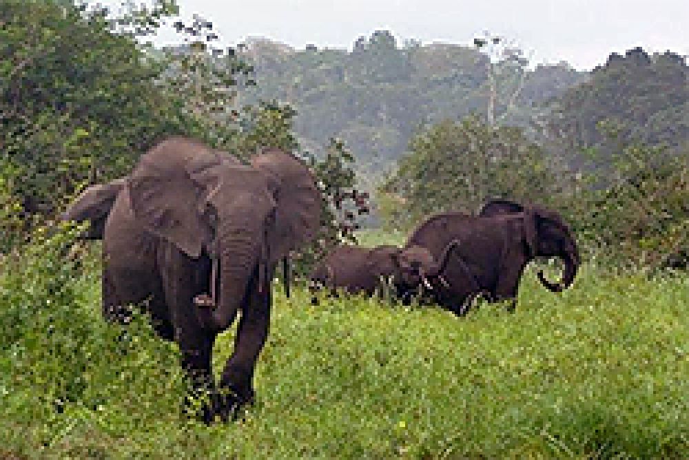 La caza furtiva acaba con 25.000 elefantes de selva africanos en solo diez años