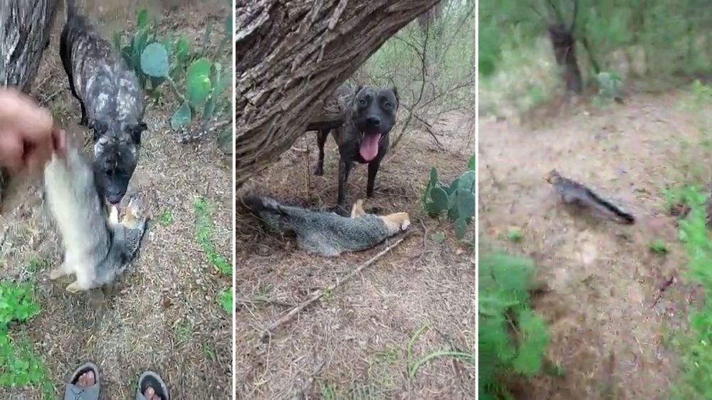 No estaba muerto, solo lo fingía: un coyote resucita delante de un perro que lo había capturado