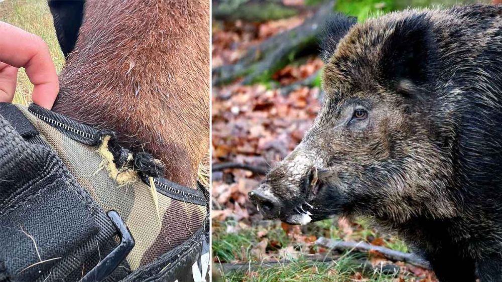 Un cazador salva la vida de su perro de rastro del ataque de un enorme jabalí