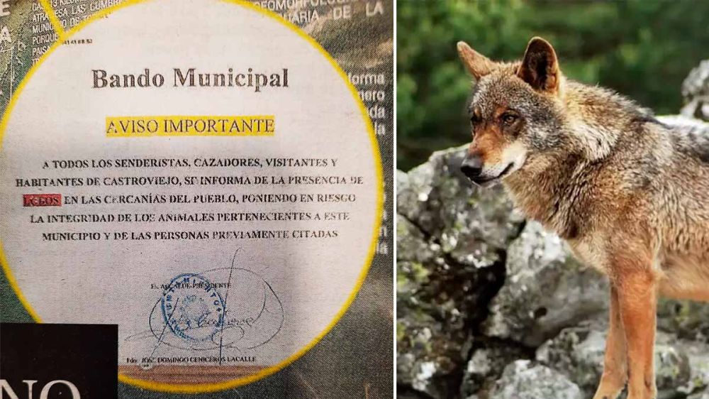 Un ayuntamiento advierte del peligro de los lobos que merodean el pueblo y los ecologistas hablan de «cruzada para el exterminio de la especie»