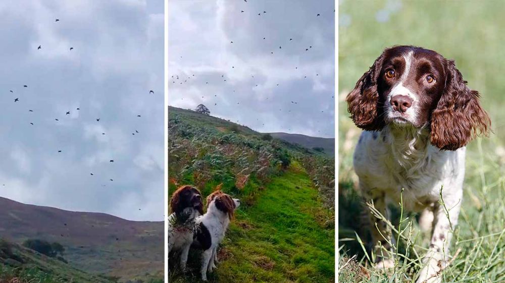 No creerás la reacción de varios perros de caza cuando un incontable bando de perdices cubre el cielo y pasa por encima de ellos