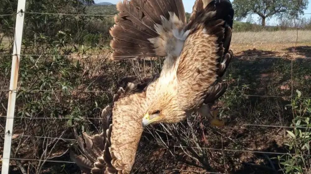 La rápida reacción de tres cazadores salva la vida a un juvenil de Águila Imperial en el término municipal de Maguilla