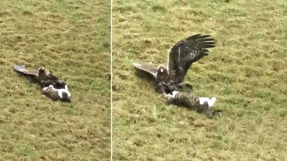 Un águila caza un gato y lo graban en vídeo
